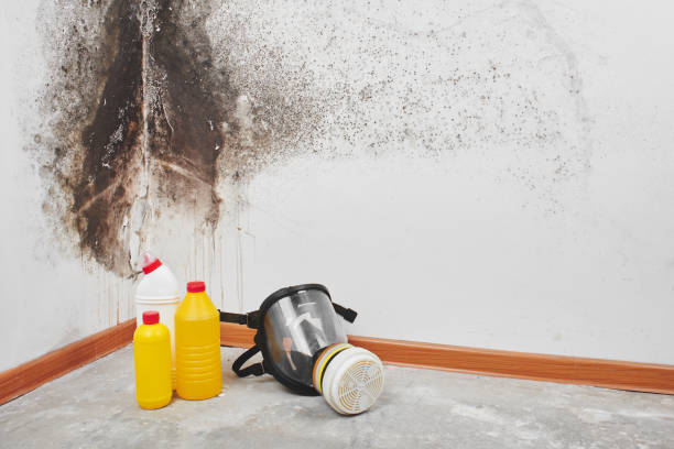 Best Home Mold Removal  in Marlton, MD