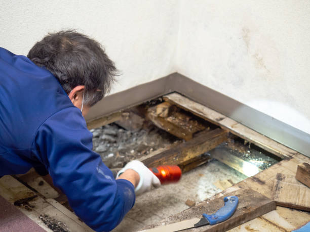 Best Emergency Mold Removal  in Marlton, MD