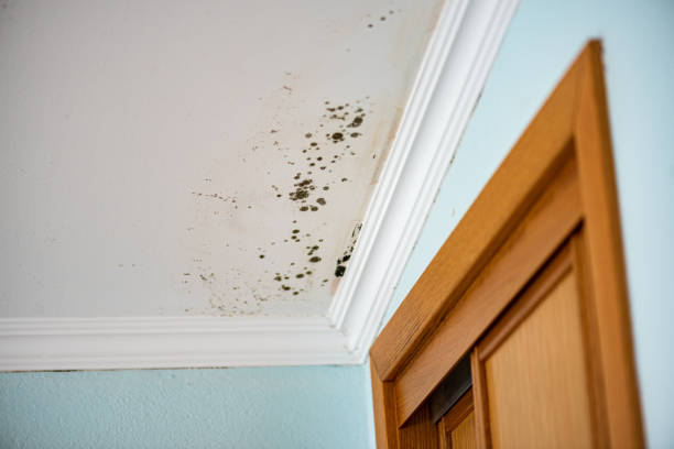Best Best Mold Removal Companies  in Marlton, MD