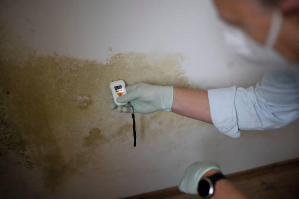 Mold Removal and Inspection in Marlton, MD