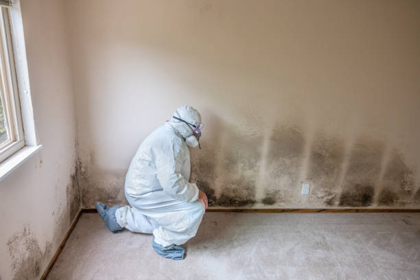 Certified Mold Removal in Marlton, MD