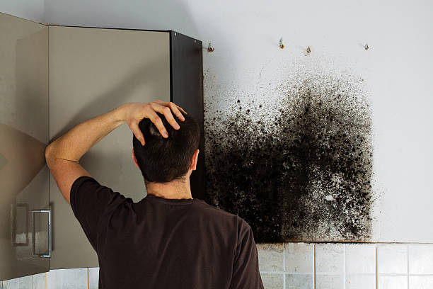 Best Local Mold Removal Service  in Marlton, MD