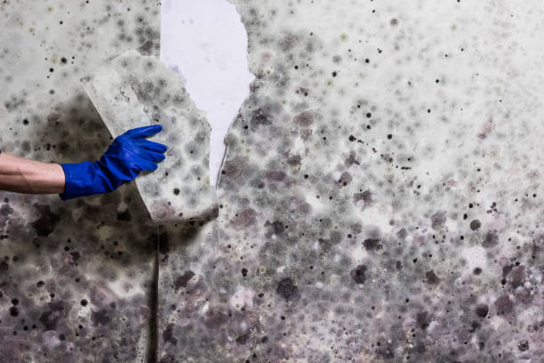 Best Same-Day Mold Removal  in Marlton, MD