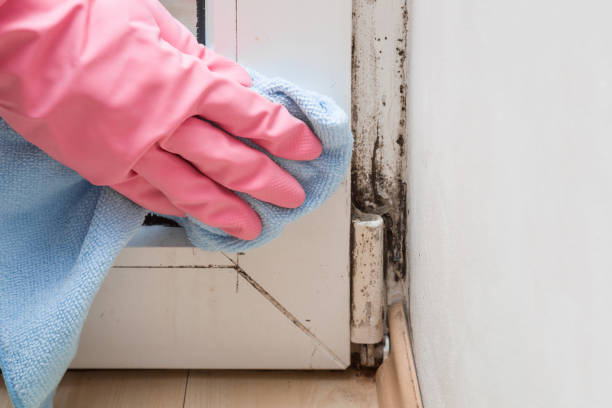 Best Toxic Mold Removal  in Marlton, MD